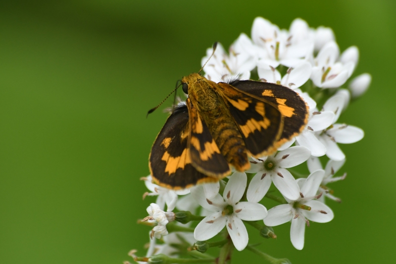 キマダラセセリ