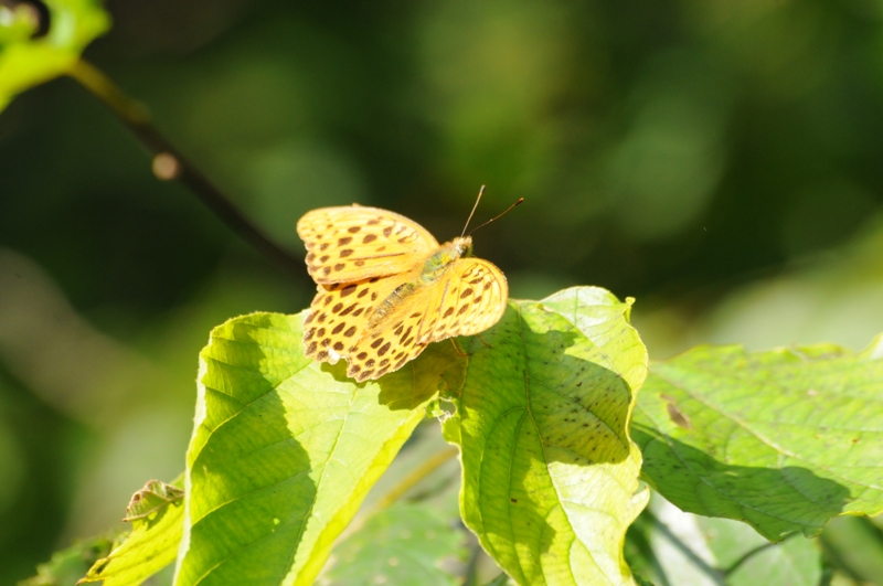 クモガタヒョウモン