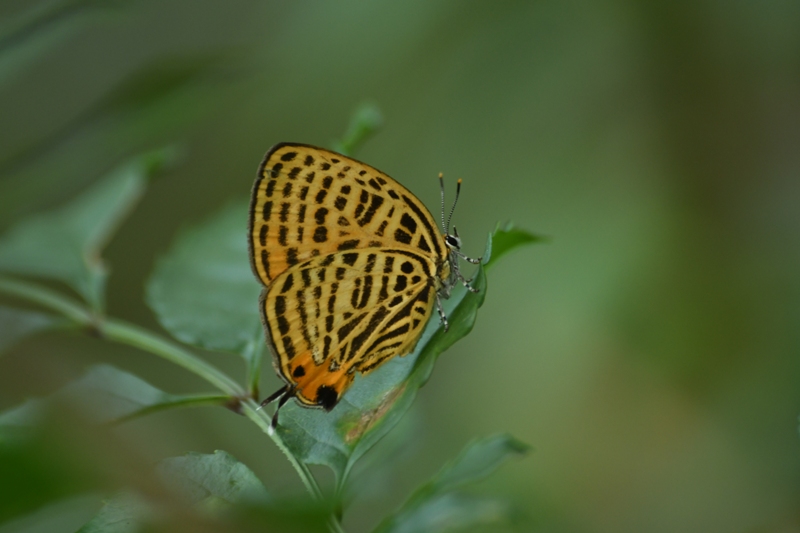 ウラナミアカシジミ